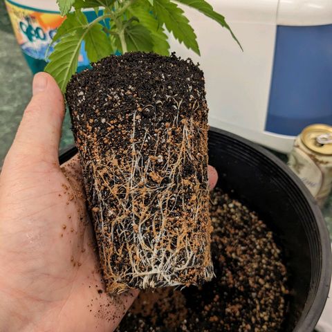 Seedsman White Widow growlog timeline photo