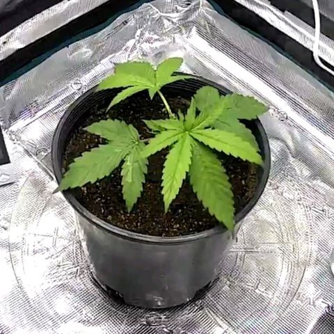 Seedsman White Widow growlog timeline photo