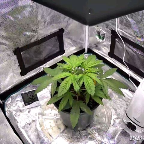 Seedsman White Widow growlog timeline photo