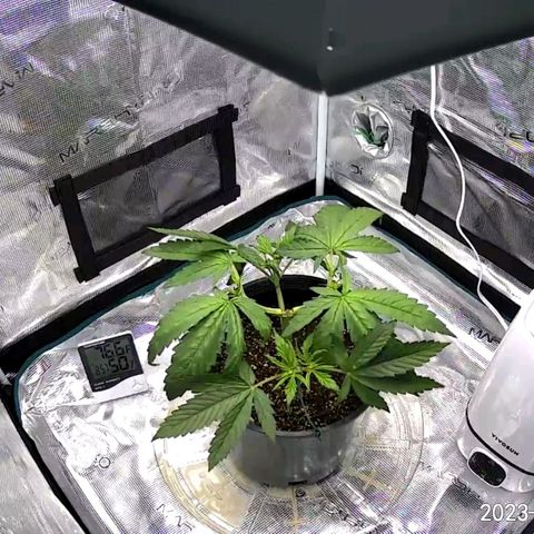 Seedsman White Widow growlog timeline photo