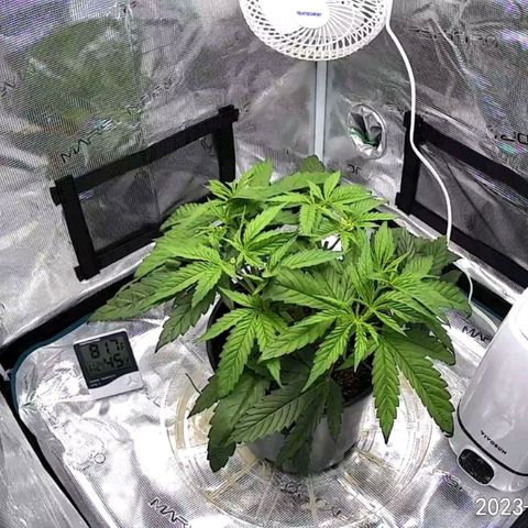 Seedsman White Widow growlog timeline photo