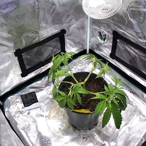 Seedsman White Widow growlog timeline photo