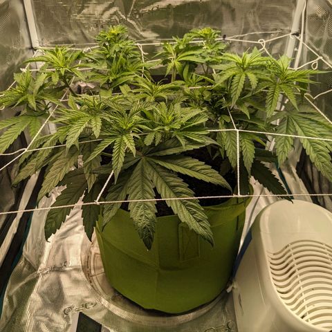 Seedsman White Widow growlog timeline photo