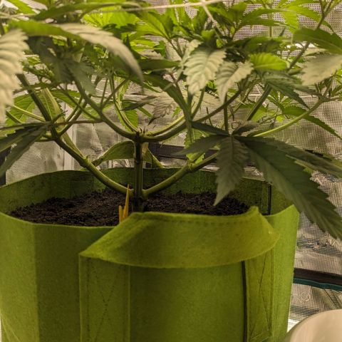 Seedsman White Widow growlog timeline photo