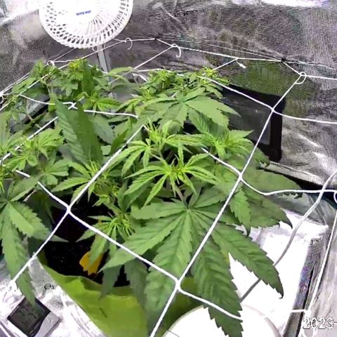 Seedsman White Widow growlog timeline photo