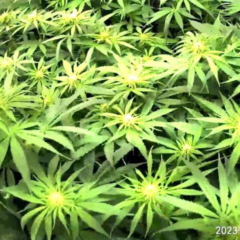 Seedsman White Widow growlog timeline photo