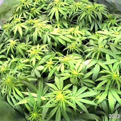 Seedsman White Widow growlog timeline photo