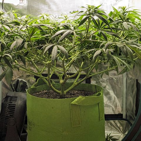 Seedsman White Widow growlog timeline photo