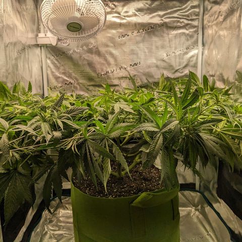 Seedsman White Widow growlog timeline photo