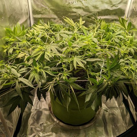 Seedsman White Widow growlog timeline photo