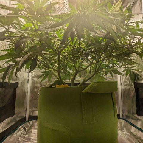 Seedsman White Widow growlog timeline photo