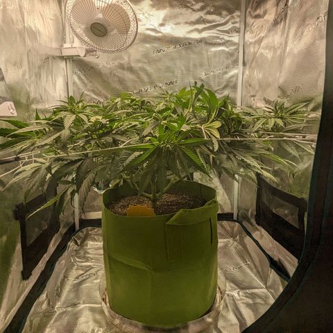 Seedsman White Widow growlog timeline photo