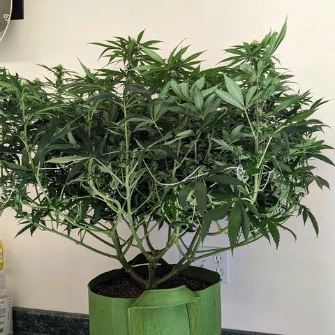 Seedsman White Widow growlog timeline photo