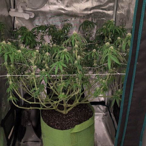 Seedsman White Widow growlog timeline photo