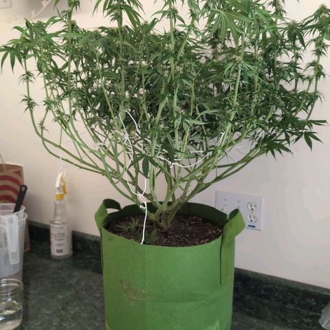 Seedsman White Widow growlog timeline photo