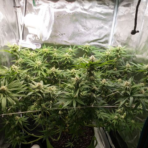 Seedsman White Widow growlog timeline photo