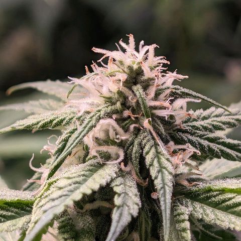 Seedsman White Widow growlog timeline photo