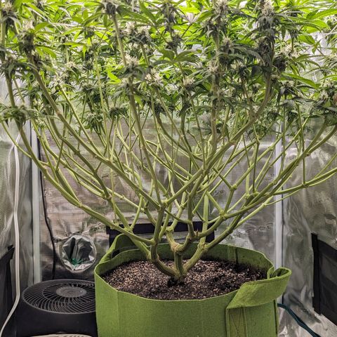 Seedsman White Widow growlog timeline photo