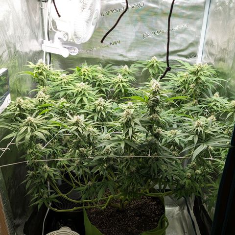Seedsman White Widow growlog timeline photo
