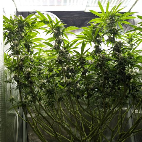 Seedsman White Widow growlog timeline photo