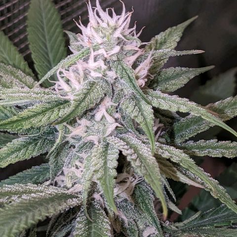 Seedsman White Widow growlog timeline photo