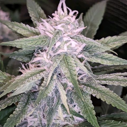 Seedsman White Widow growlog timeline photo