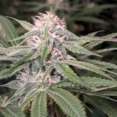 Seedsman White Widow growlog timeline photo