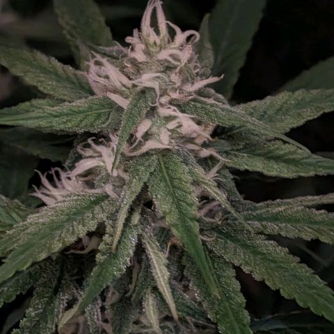 Seedsman White Widow growlog timeline photo