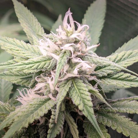 Seedsman White Widow growlog timeline photo