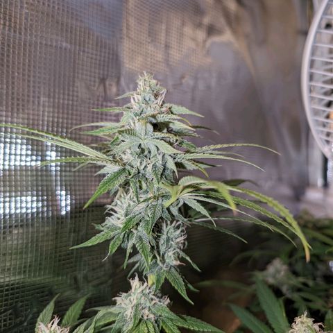 Seedsman White Widow growlog timeline photo