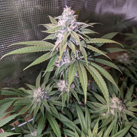 Seedsman White Widow growlog timeline photo