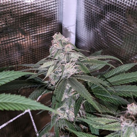 Seedsman White Widow growlog timeline photo