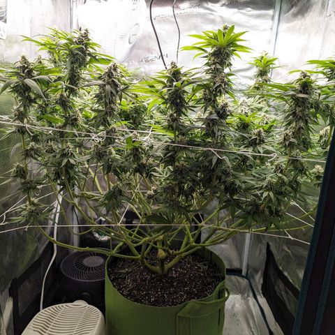 Seedsman White Widow growlog timeline photo
