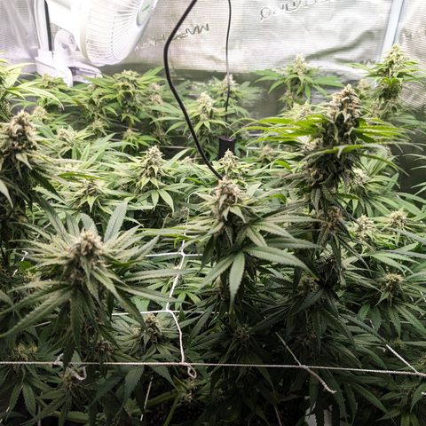 Seedsman White Widow growlog timeline photo