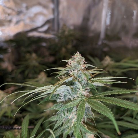 Seedsman White Widow growlog timeline photo