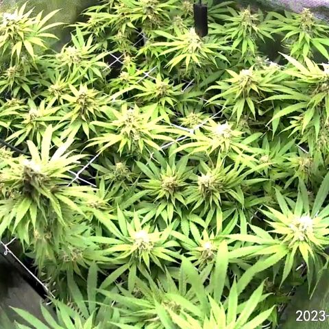 Seedsman White Widow growlog timeline photo
