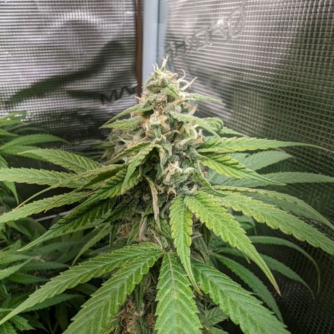Seedsman White Widow growlog timeline photo