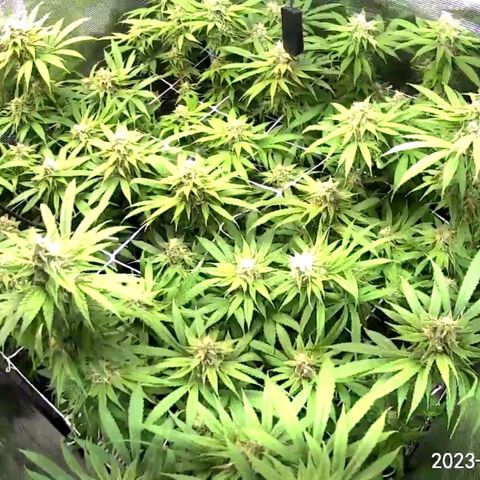 Seedsman White Widow growlog timeline photo