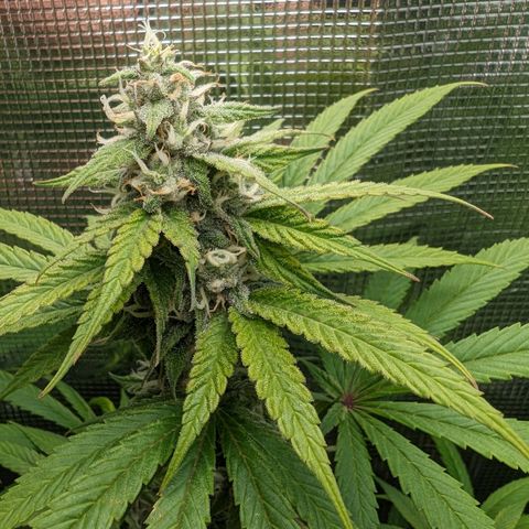 Seedsman White Widow growlog timeline photo