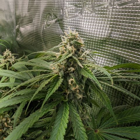 Seedsman White Widow growlog timeline photo