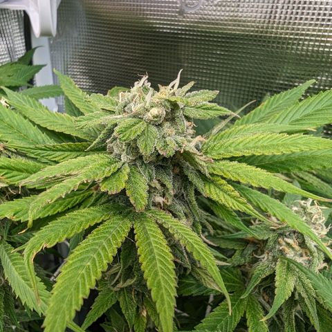 Seedsman White Widow growlog timeline photo