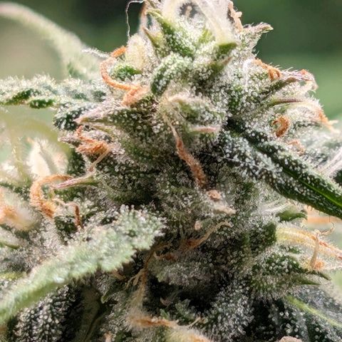 Seedsman White Widow growlog timeline photo