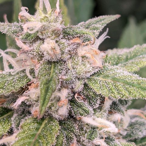 Seedsman White Widow growlog timeline photo
