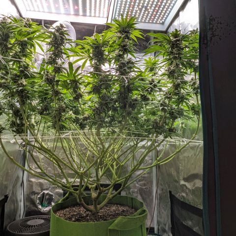 Seedsman White Widow growlog timeline photo