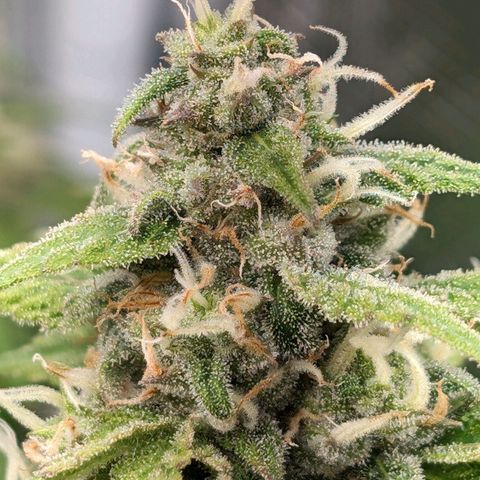 Seedsman White Widow growlog timeline photo