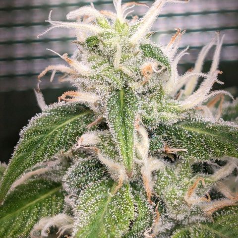 Seedsman White Widow growlog timeline photo
