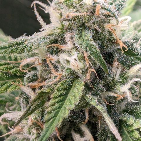 Seedsman White Widow growlog timeline photo