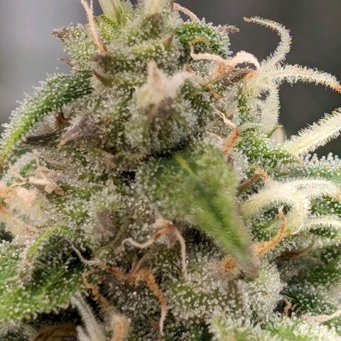 Seedsman White Widow growlog timeline photo