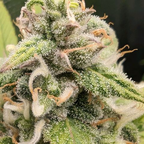 Seedsman White Widow growlog timeline photo
