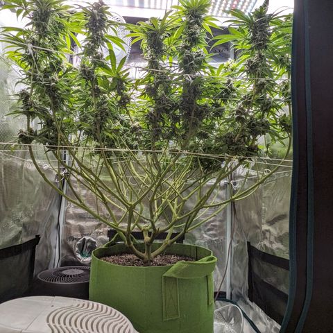 Seedsman White Widow growlog timeline photo